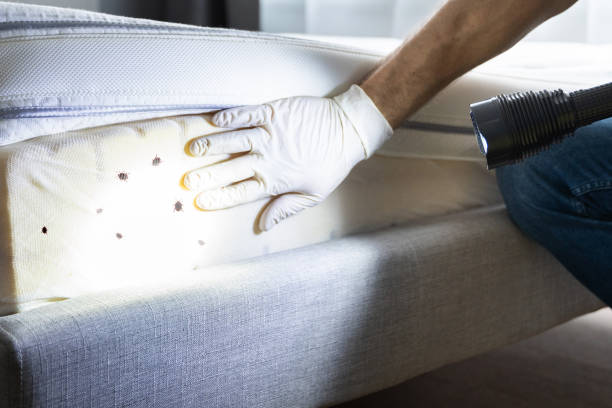 Best Flea Control Services  in Glencoe, AL